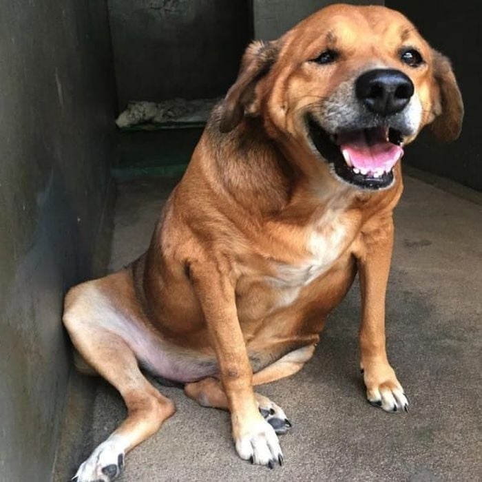 cachorro de Brasil que perdió peso 