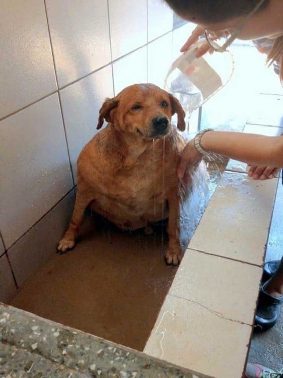 personas de una asociación bañando a un perro 