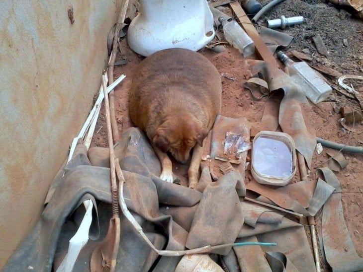 Cachorro obeso en brasil en medio de escombro 