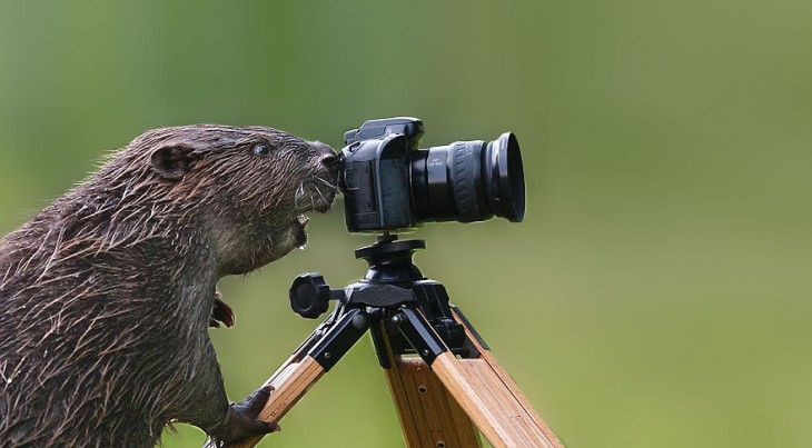 Castor tomando una fotografía 