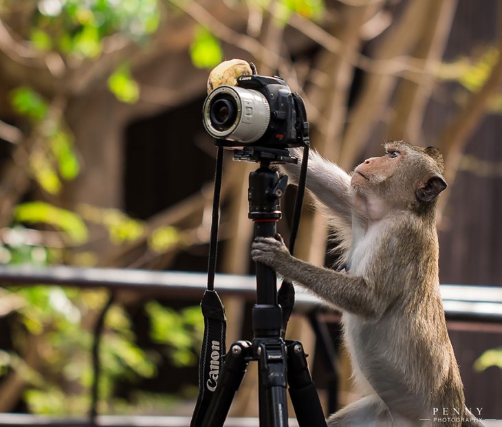 chango moviendole a una cámara fotográfica 