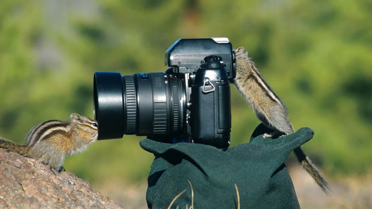 Ardilla que simula estar tomando una fotografía a otra ardilla en una piedra 