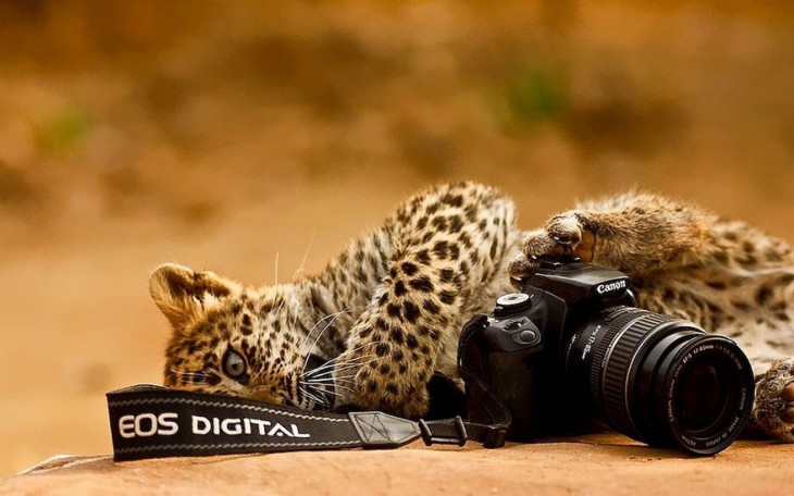 Pequeño jaguar acostada junto a una cámara cannon en el suelo 