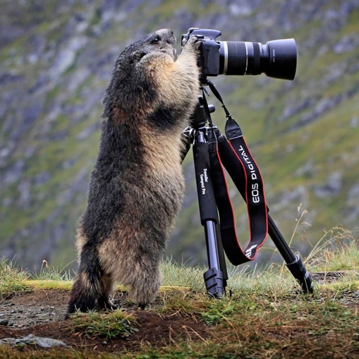 Animal parado queriendo tomar una foto de una cámara que esta sostenida en un tripie 