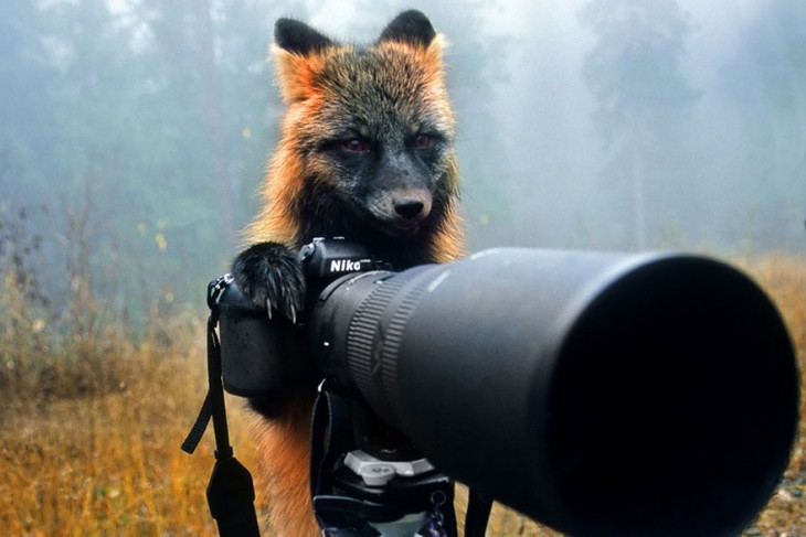 Un pequeño zorro detrás de una cámara simulando que va a tomar una foto 
