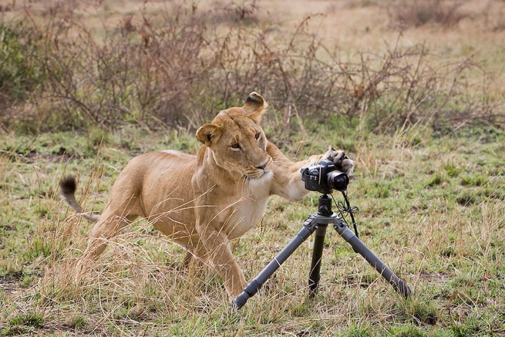 león en la selva simulando que va a tomar una fotografía 
