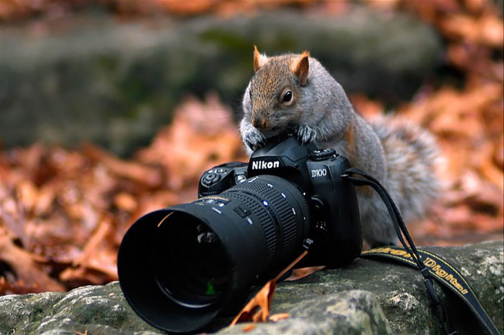 ardilla sobre una roca con una cámara fotográfica en sus patas 