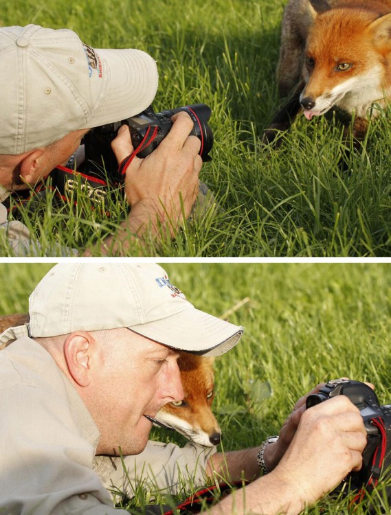 Fotografía dividida en dos partes de un fotógrafo con un zorro 