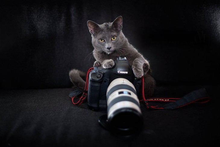 Gato de color gris sentado en un sillón con una cámara fotográfica entre sus patas 