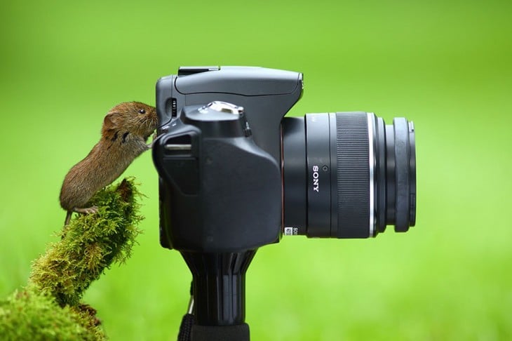 Un pequeño ratón frente a una cámara fotográfica 