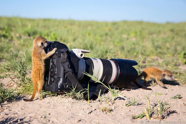 Zariguella que simula estar tomando una foto a otra zariguella frente a la cámara 