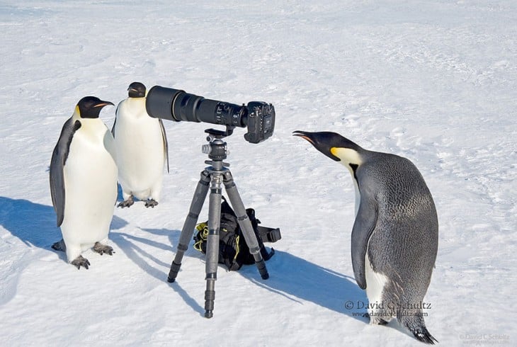 Pingüinos alrededor de una cámara fotográfica 