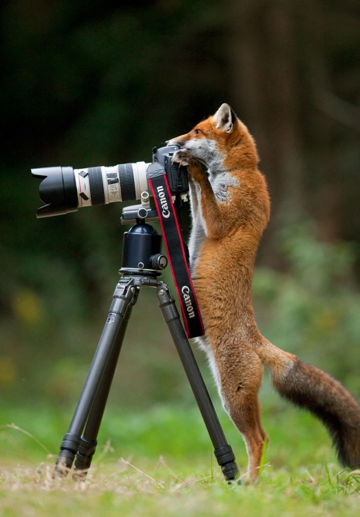 un zorro parado detrás de una cámara sobre un tripie 