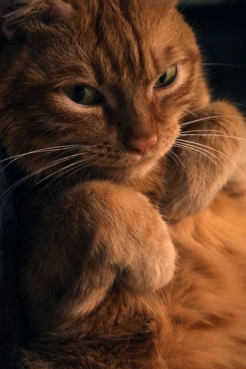 gato con la cara de malvado