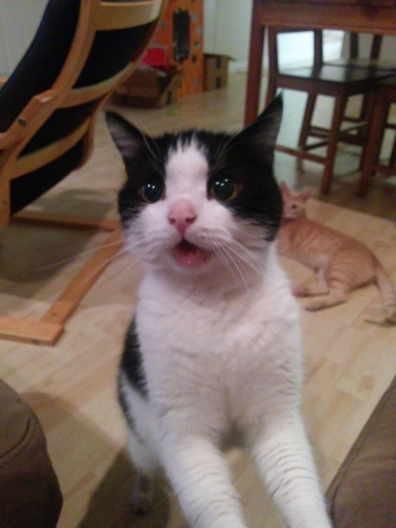 gato feliz de ver algo queva a comer