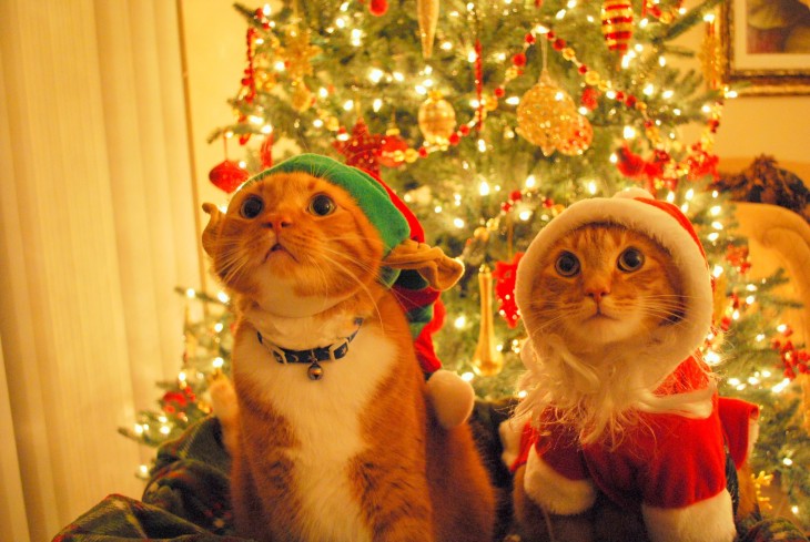 gatos posando con ropa navidelña frente al arbol de navidad