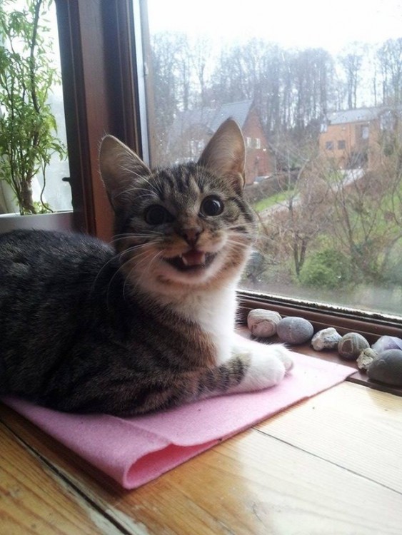 gato feliz por la ventana