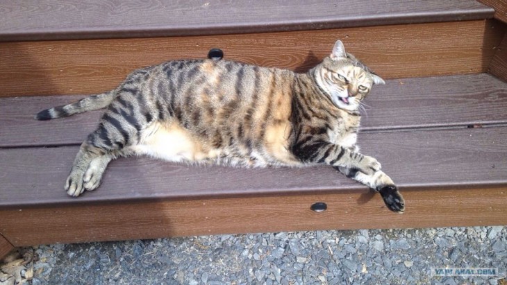 gato batallando para ver como se cubre el sol