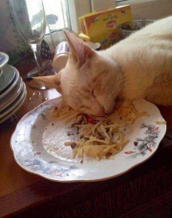 gato dormido sobre la comida porque se quedo dormido