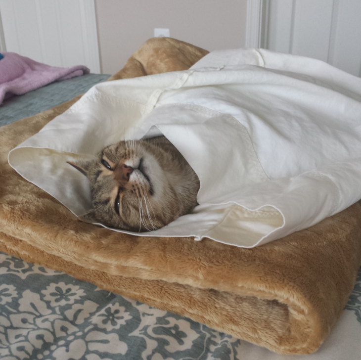 gato adormilado y tapado sobre un tapete