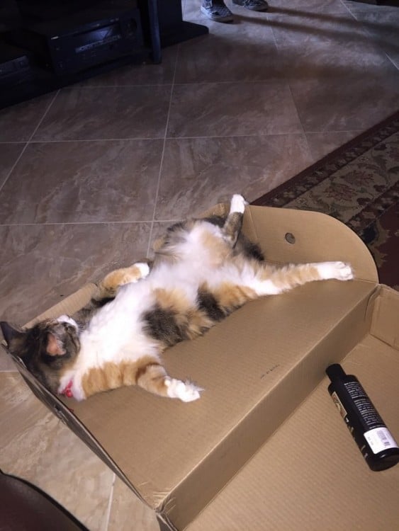 gato tirado en una caja como si estuviera muy cansado