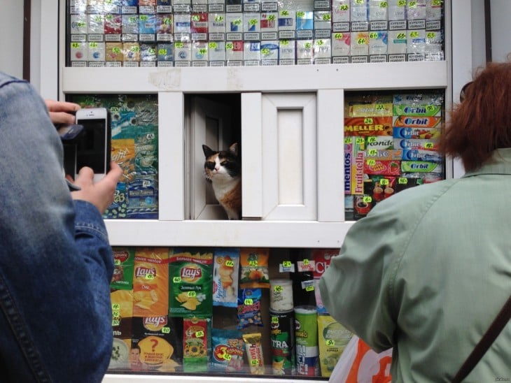 gato enojado en la estanteria de un super mercado al que no pueden sacar de su lugar