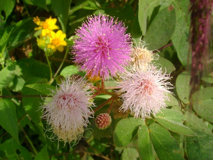 flora silvestre de guatemala