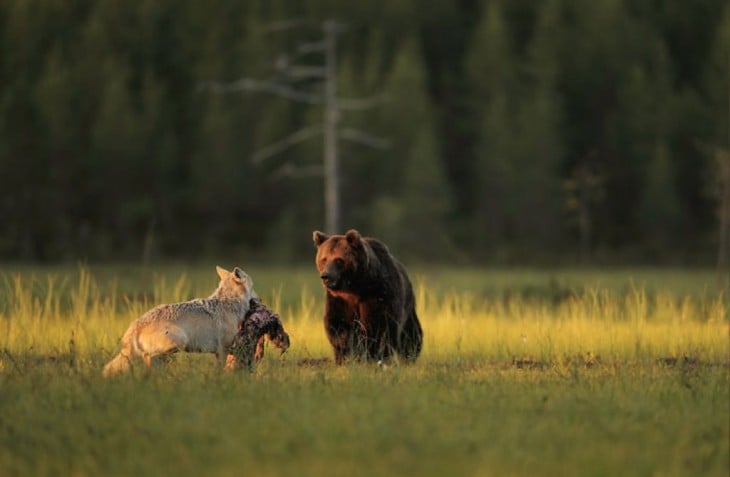 oso y loba cazan juntos su cena todos los dias