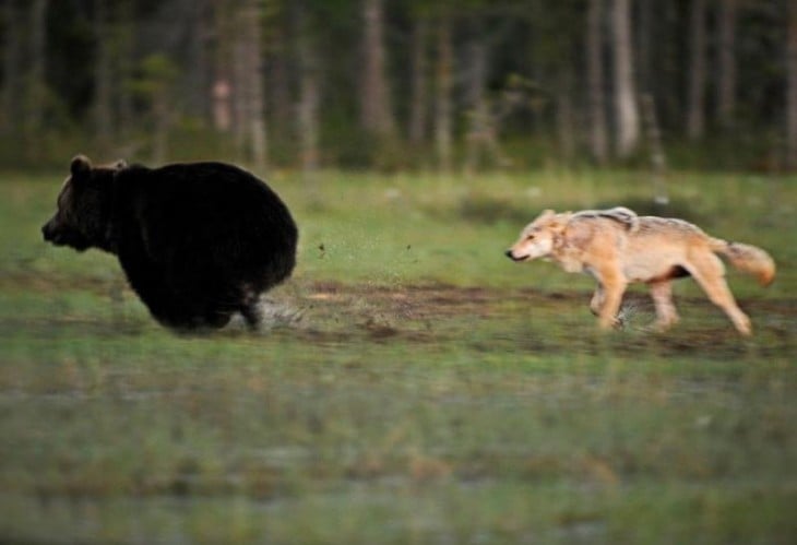 oso y loba jugando en el bosque de Europa como amigos