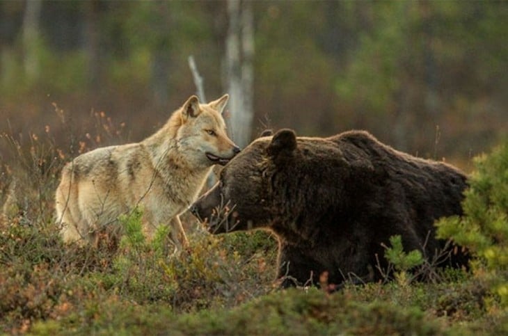 loba y oso jugando entre los árboles