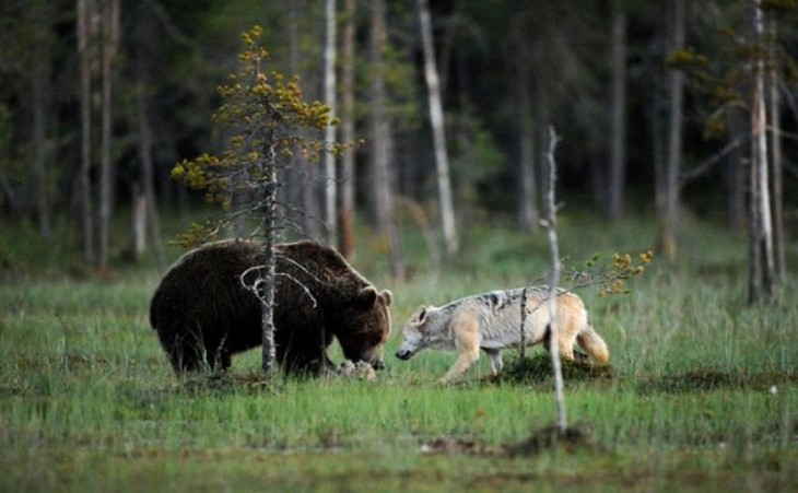 oso y loba comiendo juntos