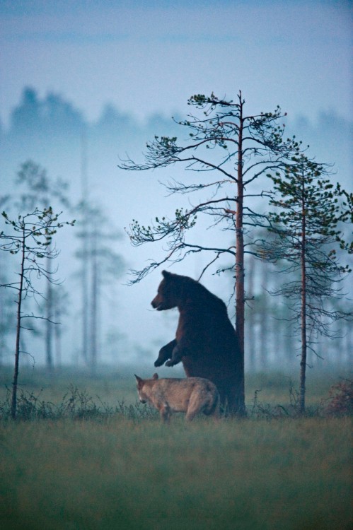 oso y loba mirando al horizonte juntos mientras ven el atardecer