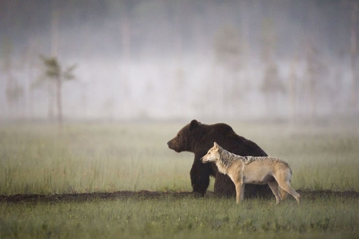 oso y loba juntos cazando listos para asechar a la presa