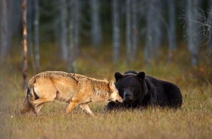 loba acaricia a su amigo oso mientras lo acicala