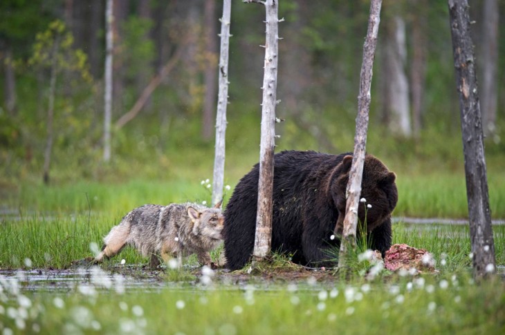 loba jugando con el oso mientras el esta comiendo