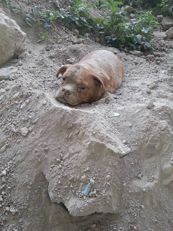 perrita que fue enterrada viva en francia