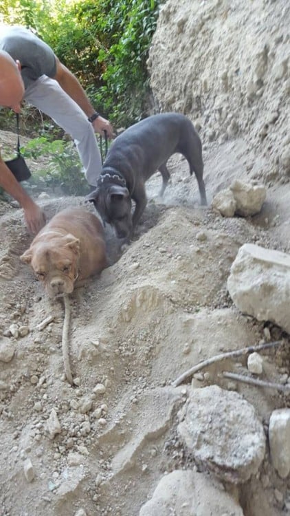 perro del que la encontro le ayuda a desenterrarla