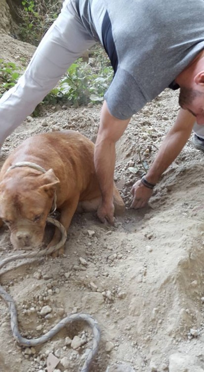 perrita esta siendo desenterrada de sus patitas