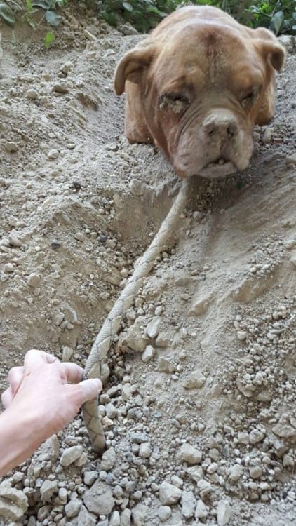 sacan de la cuerda de la que estaba amarrada a la perrita de francia