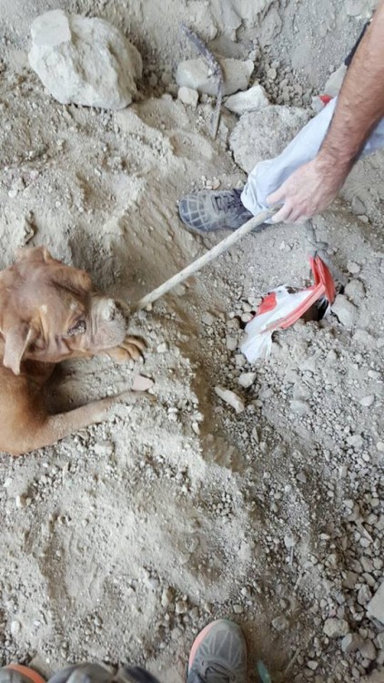 perrita francesa es rescatada