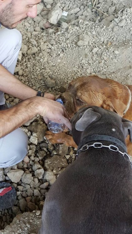 perrita tomando agua agradecida