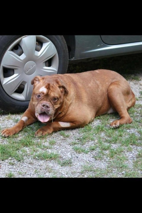 perrita despues de haber sido rescatada