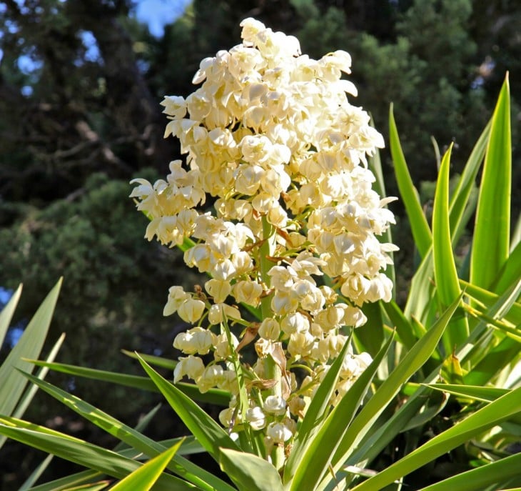 flor de izote flor nacional de el salvador