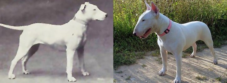 bullterrier 1915 2015