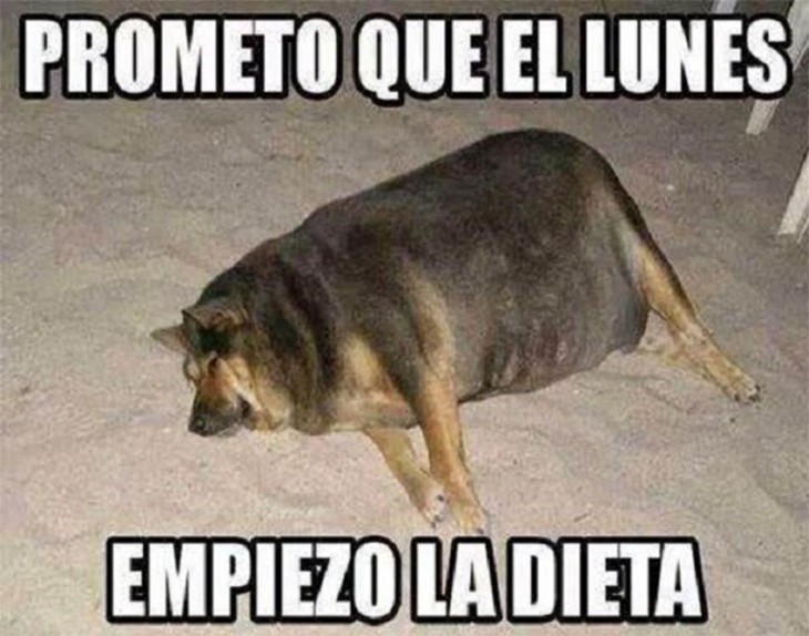 MEME TE PROMETO QUE EL LUNES EMPIEZO LA DIETA