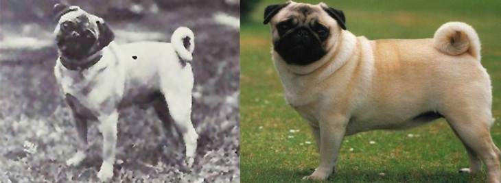 pug 1915 2015