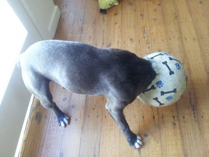 PERRO CON LA CABEZA ATORADA ENEL BALON DE FUTBOL