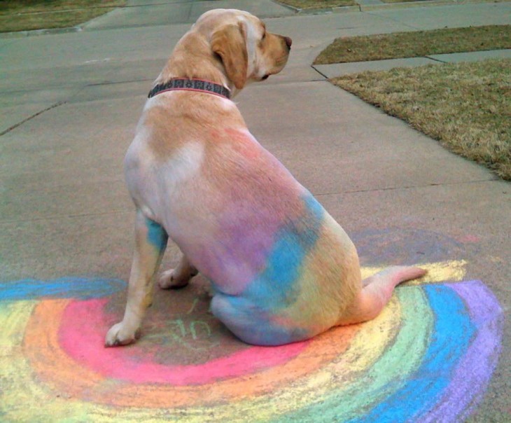 Un cambio de look le sienta bien a todos, perro con los gises embnarrados en la espalda