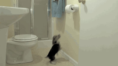 perro jalando el papel de baño