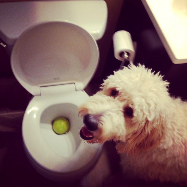 la pelota necesitaba un baño